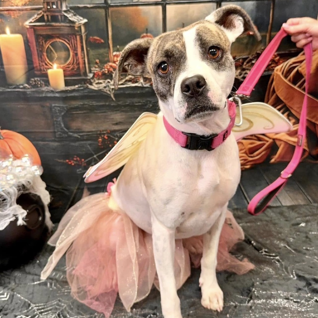 Jami, an adoptable Pit Bull Terrier in Wichita, KS, 67278 | Photo Image 4