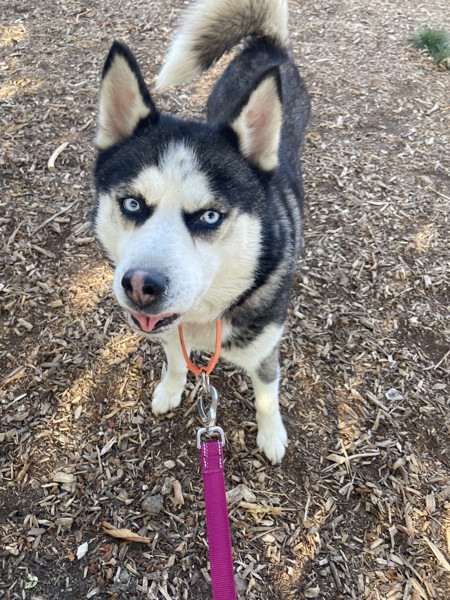 Cranberry, an adoptable Siberian Husky in Salem, OR, 97301 | Photo Image 1