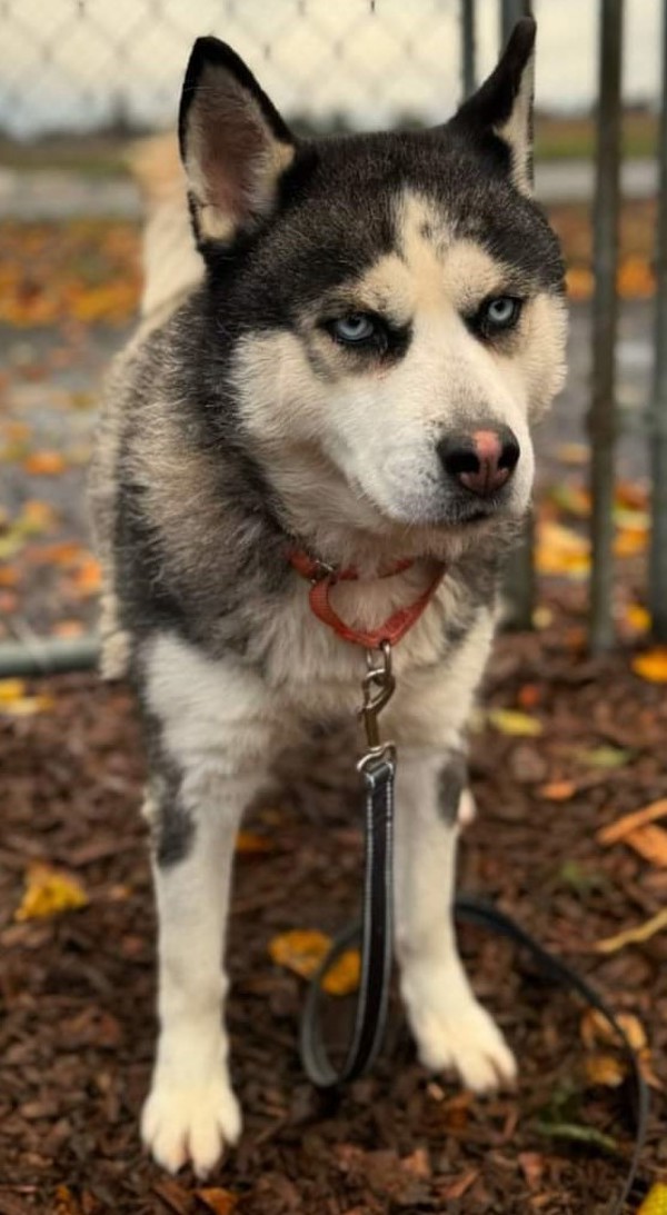 Cranberry, an adoptable Siberian Husky in Salem, OR, 97301 | Photo Image 2