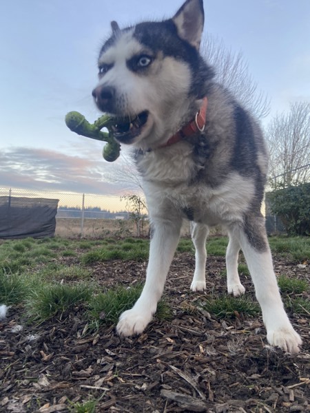 Cranberry, an adoptable Siberian Husky in Salem, OR, 97301 | Photo Image 2