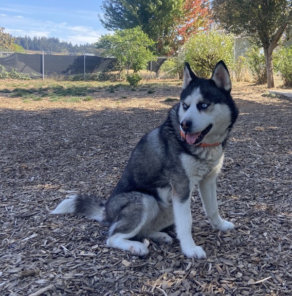 Cranberry, an adoptable Siberian Husky in Salem, OR, 97301 | Photo Image 3