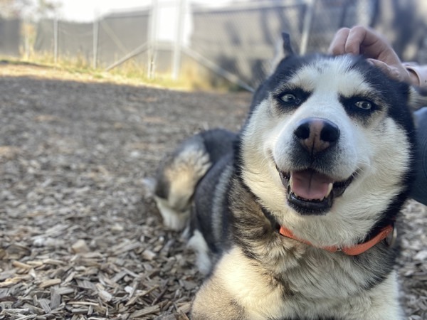 Cranberry, an adoptable Siberian Husky in Salem, OR, 97301 | Photo Image 4