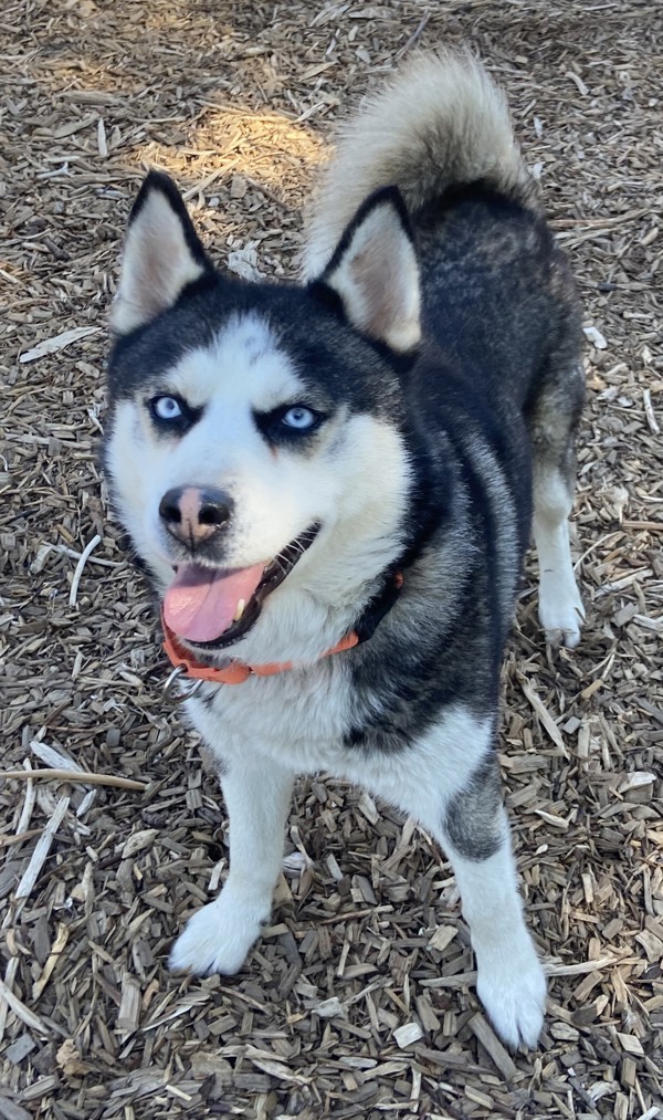 Cranberry, an adoptable Siberian Husky in Salem, OR, 97301 | Photo Image 5