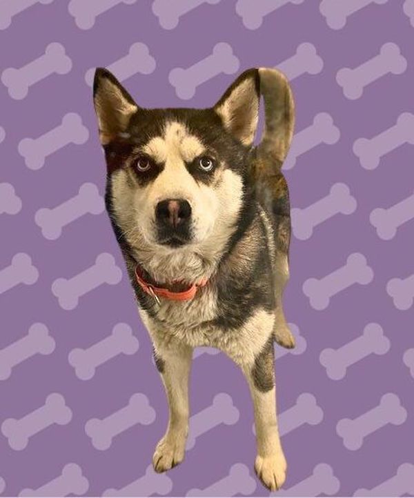 Cranberry, an adoptable Siberian Husky in Salem, OR, 97301 | Photo Image 6