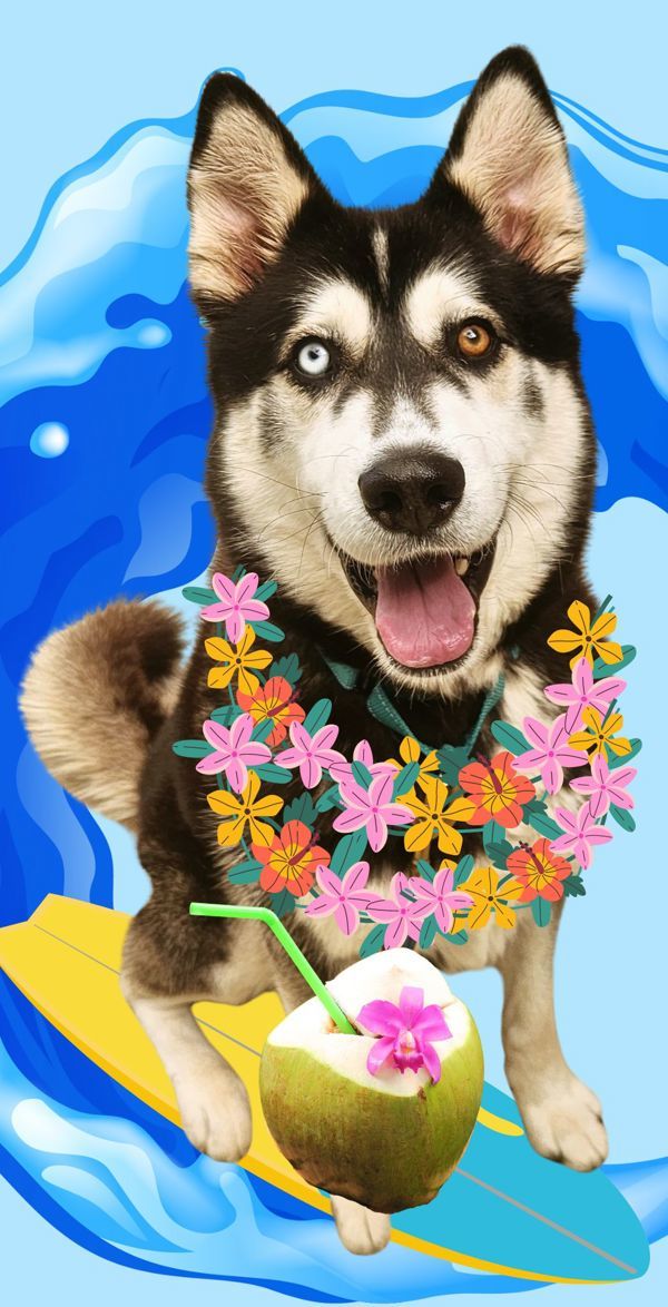 Marionberry, an adoptable Siberian Husky in Salem, OR, 97301 | Photo Image 1