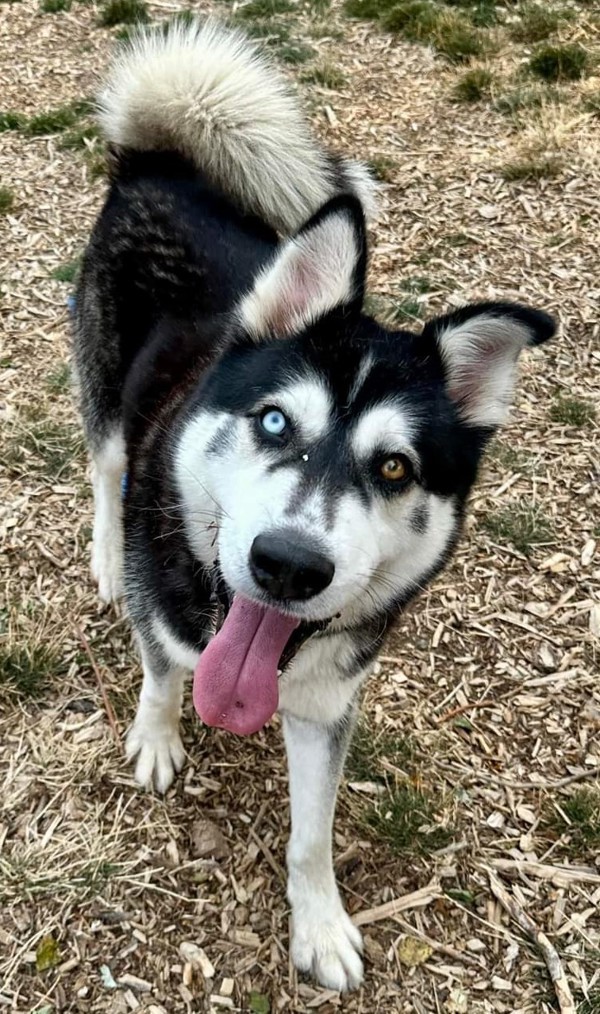 Marionberry, an adoptable Siberian Husky in Salem, OR, 97301 | Photo Image 1