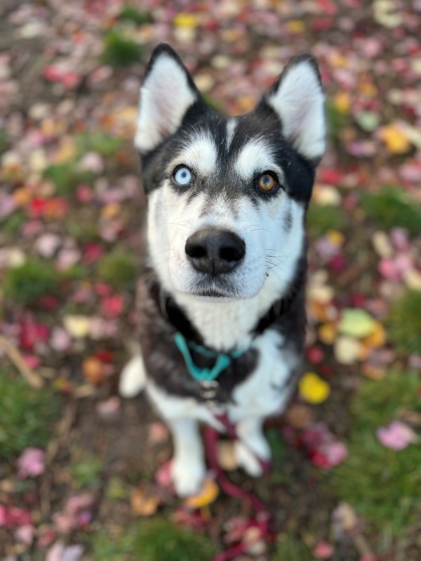 Marionberry, an adoptable Siberian Husky in Salem, OR, 97301 | Photo Image 2