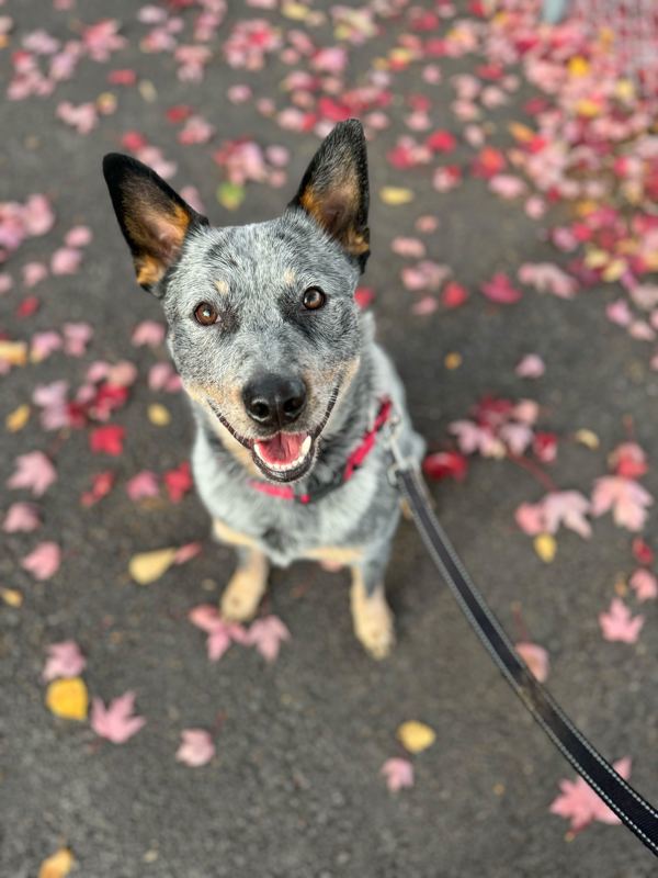 Hutch, an adoptable Australian Cattle Dog / Blue Heeler in Salem, OR, 97301 | Photo Image 1