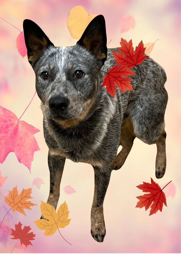 Hutch, an adoptable Australian Cattle Dog / Blue Heeler in Salem, OR, 97301 | Photo Image 2