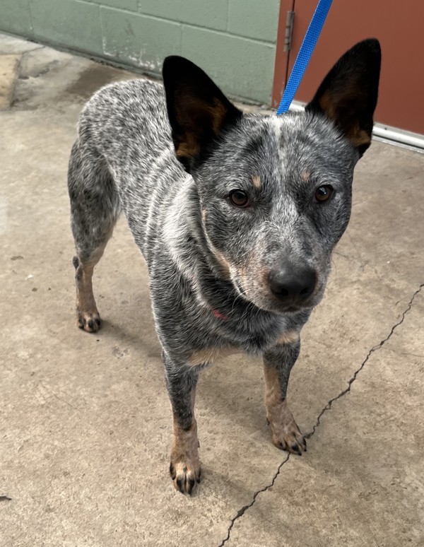 Hutch, an adoptable Australian Cattle Dog / Blue Heeler in Salem, OR, 97301 | Photo Image 3