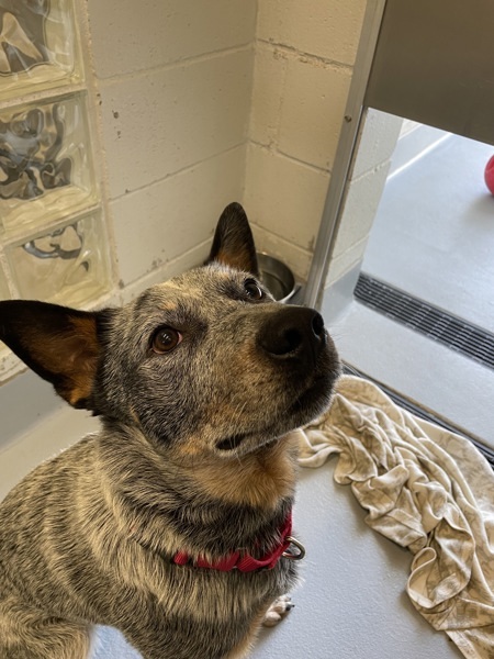 Hutch, an adoptable Australian Cattle Dog / Blue Heeler in Salem, OR, 97301 | Photo Image 4