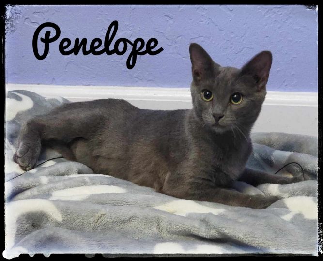 Penelope