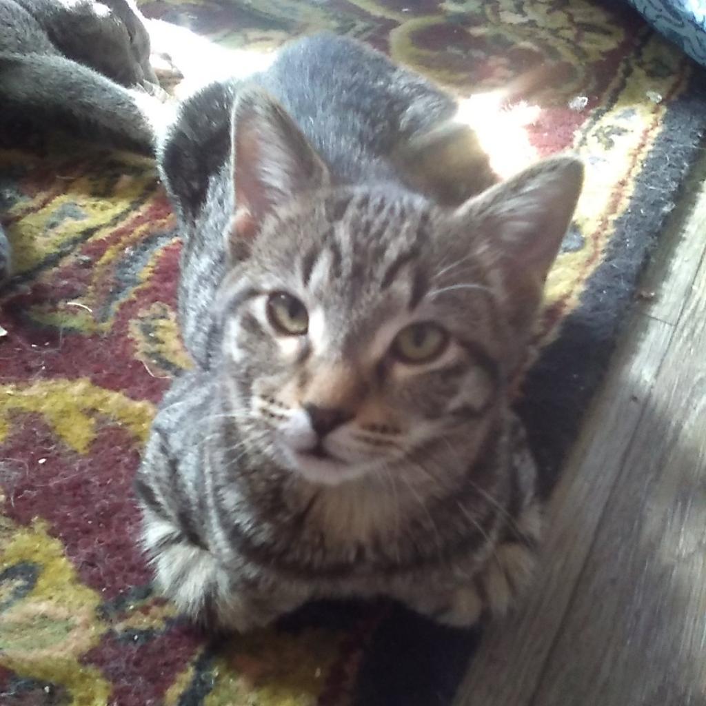 Tiny, an adoptable Domestic Short Hair in Bismarck, ND, 58507 | Photo Image 1