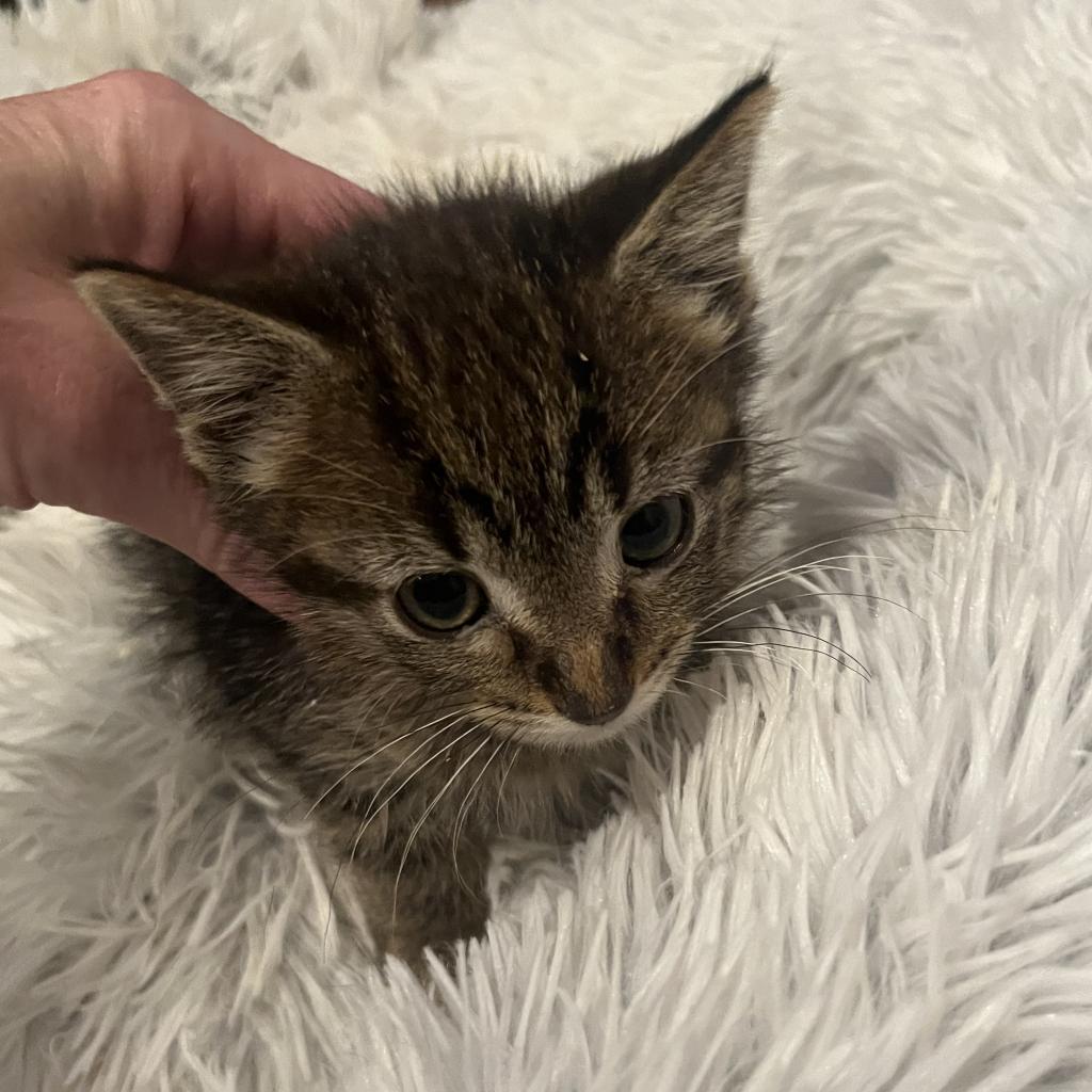 Tiny, an adoptable Domestic Short Hair in Bismarck, ND, 58507 | Photo Image 4