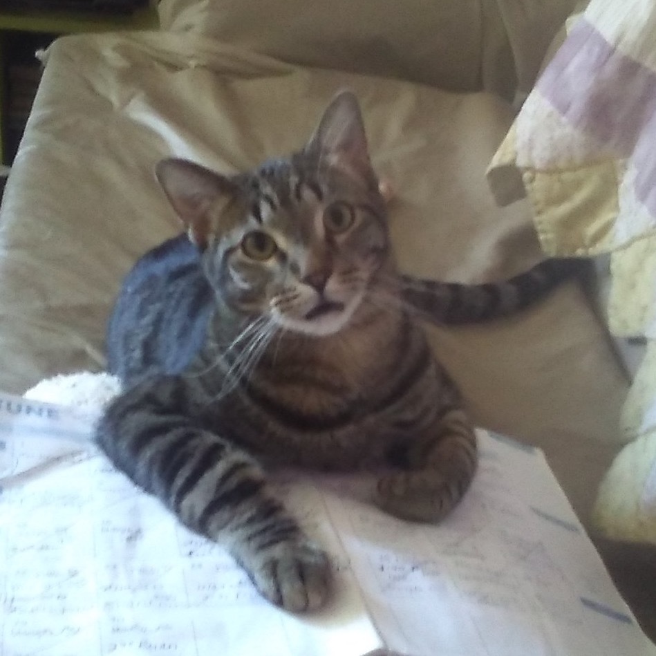 Tiny, an adoptable Domestic Short Hair in Bismarck, ND, 58507 | Photo Image 5