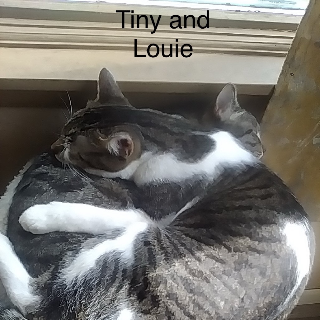 Tiny, an adoptable Domestic Short Hair in Bismarck, ND, 58507 | Photo Image 6