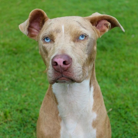 Hana(COH-A-9638), an adoptable Mixed Breed in Keaau, HI, 96749 | Photo Image 2