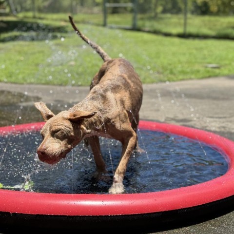 Hana(COH-A-9638), an adoptable Mixed Breed in Keaau, HI, 96749 | Photo Image 4