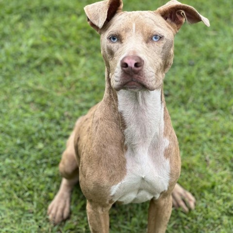 Hana(COH-A-9638), an adoptable Mixed Breed in Keaau, HI, 96749 | Photo Image 6