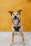 Buttercup photo 3