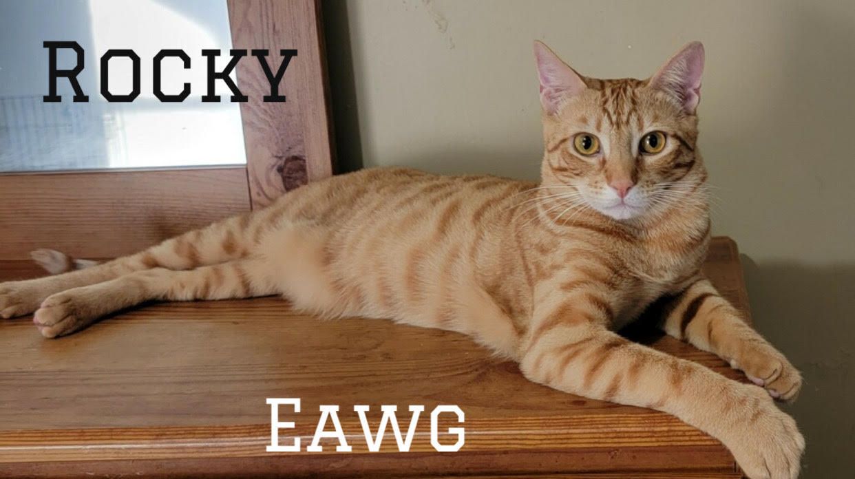 Rocky Herman, an adoptable American Shorthair, Tabby in Pensacola, FL, 32501 | Photo Image 1