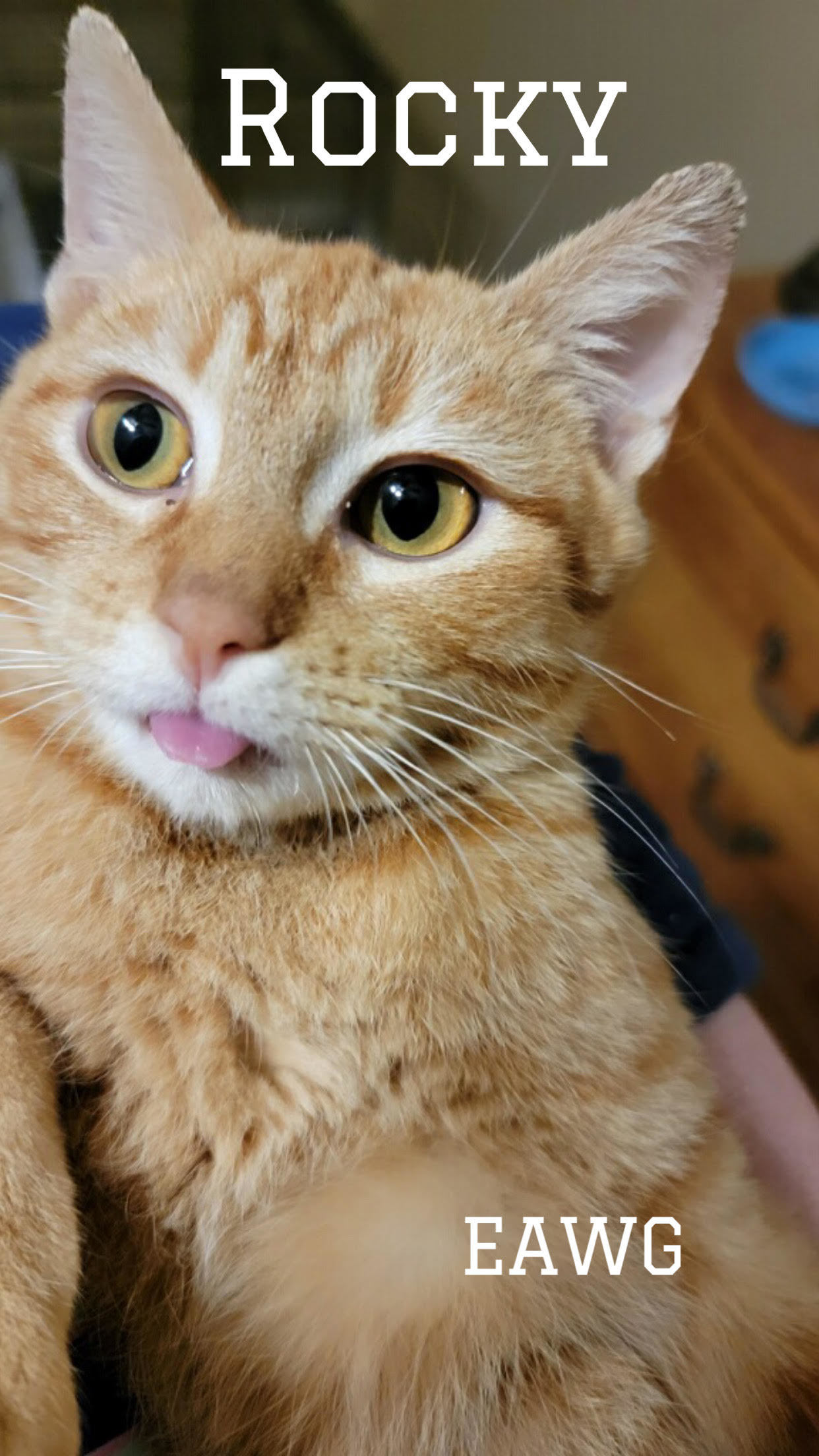 Rocky Herman, an adoptable American Shorthair, Tabby in Pensacola, FL, 32501 | Photo Image 2