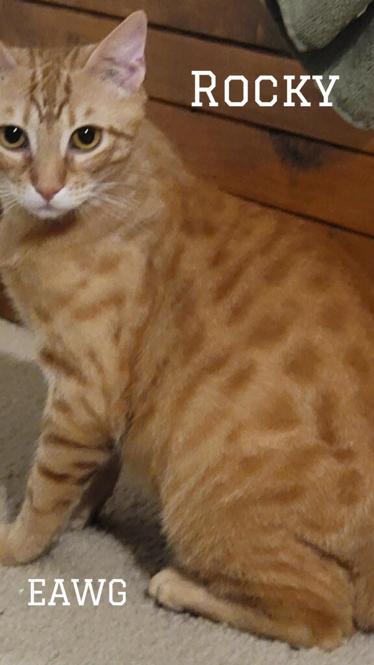 Rocky Herman, an adoptable American Shorthair, Tabby in Pensacola, FL, 32501 | Photo Image 3