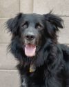 BEAR photo 1