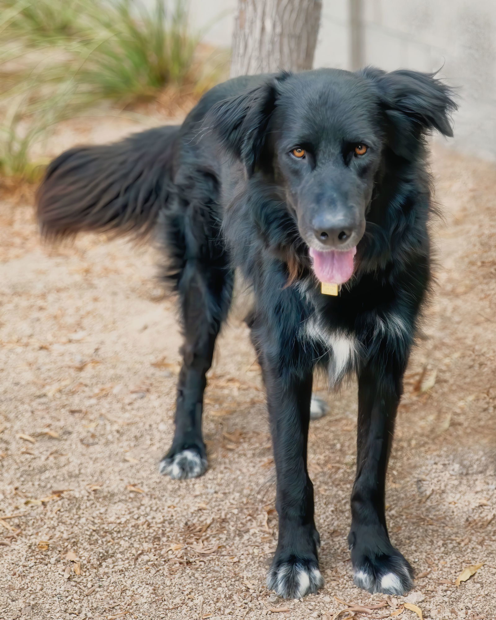 BEAR, an adoptable Flat-Coated Retriever, Hovawart in Scottsdale, AZ, 85261 | Photo Image 1