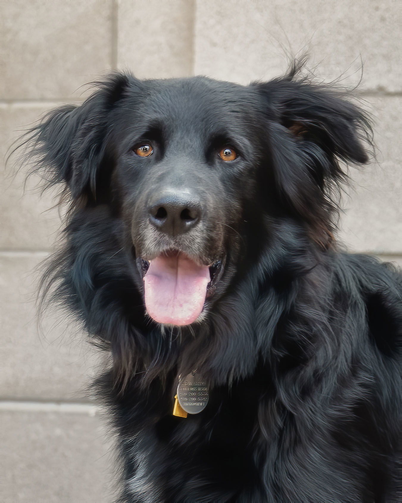 BEAR, an adoptable Flat-Coated Retriever, Hovawart in Scottsdale, AZ, 85261 | Photo Image 2