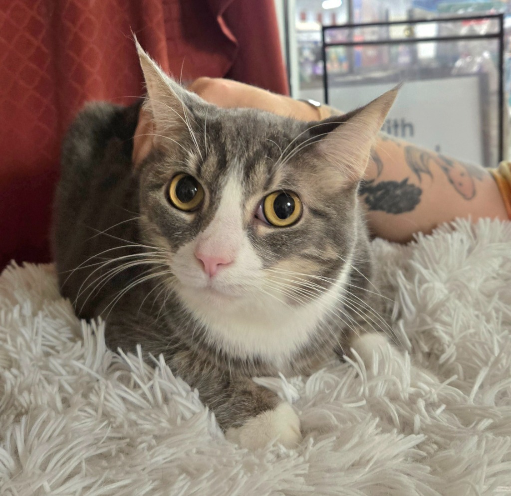 Harlow a/k/a Ella