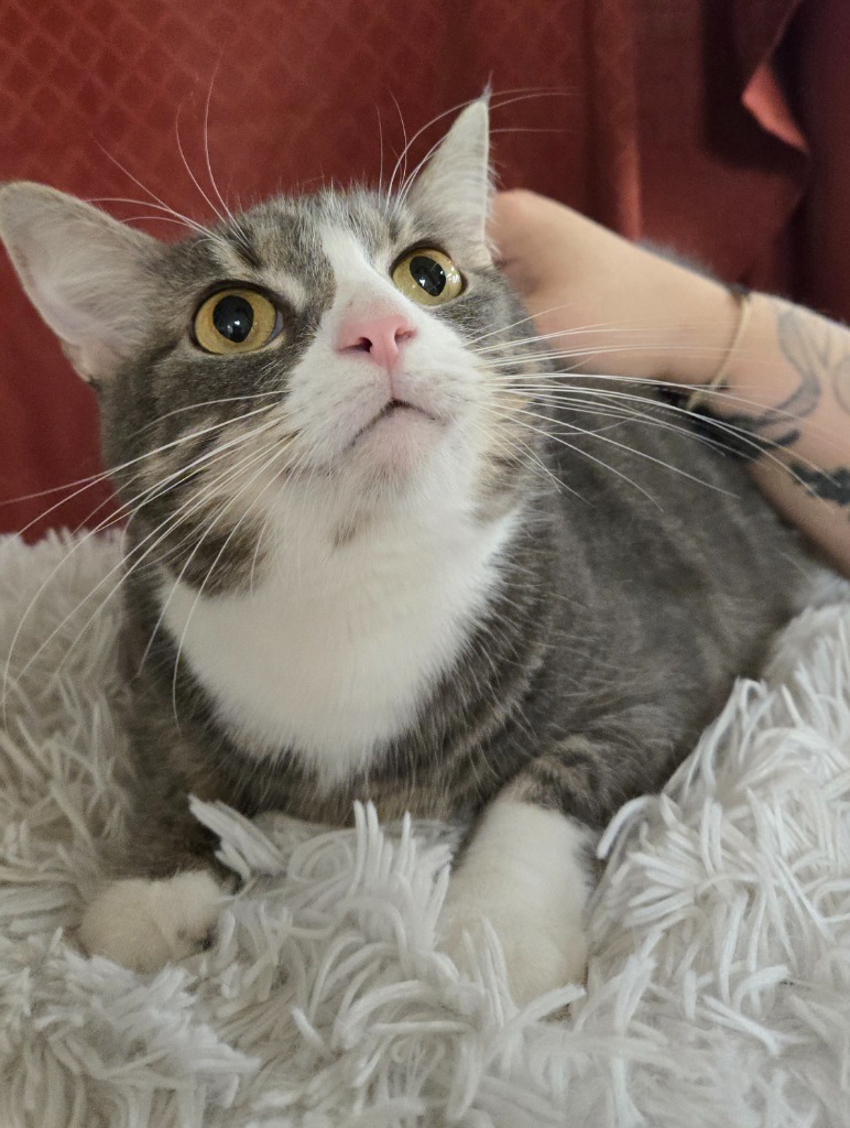 Harlow a/k/a Ella