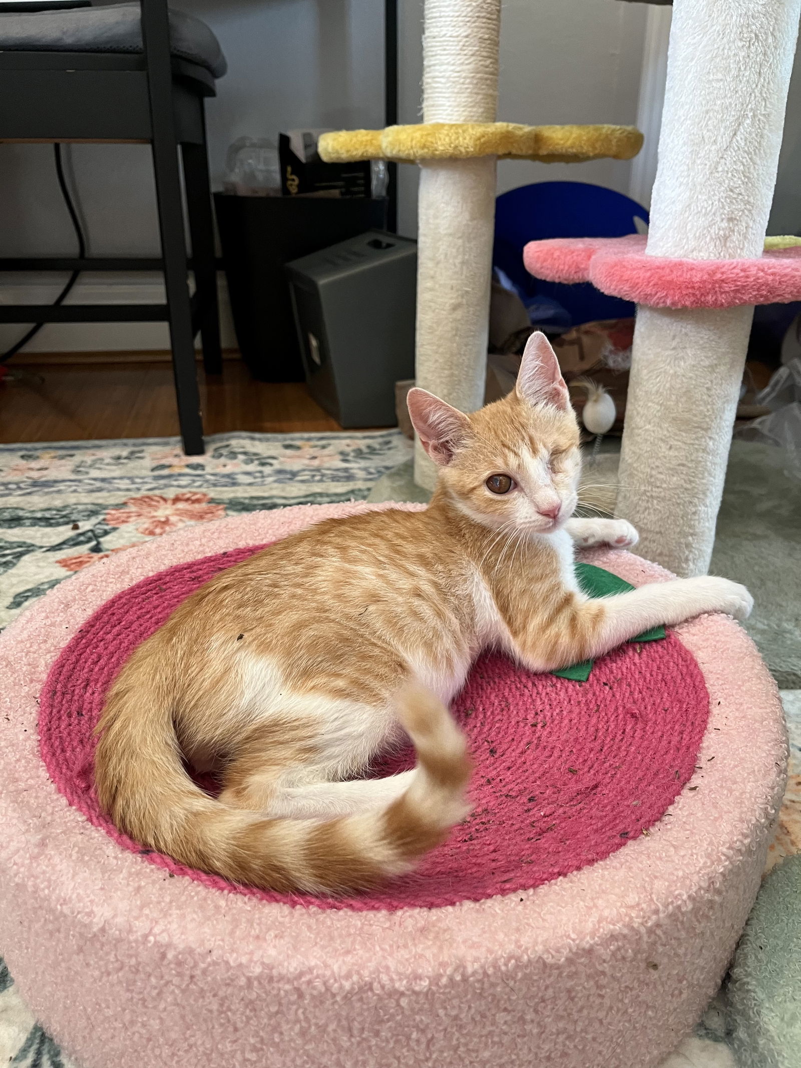 Mango
