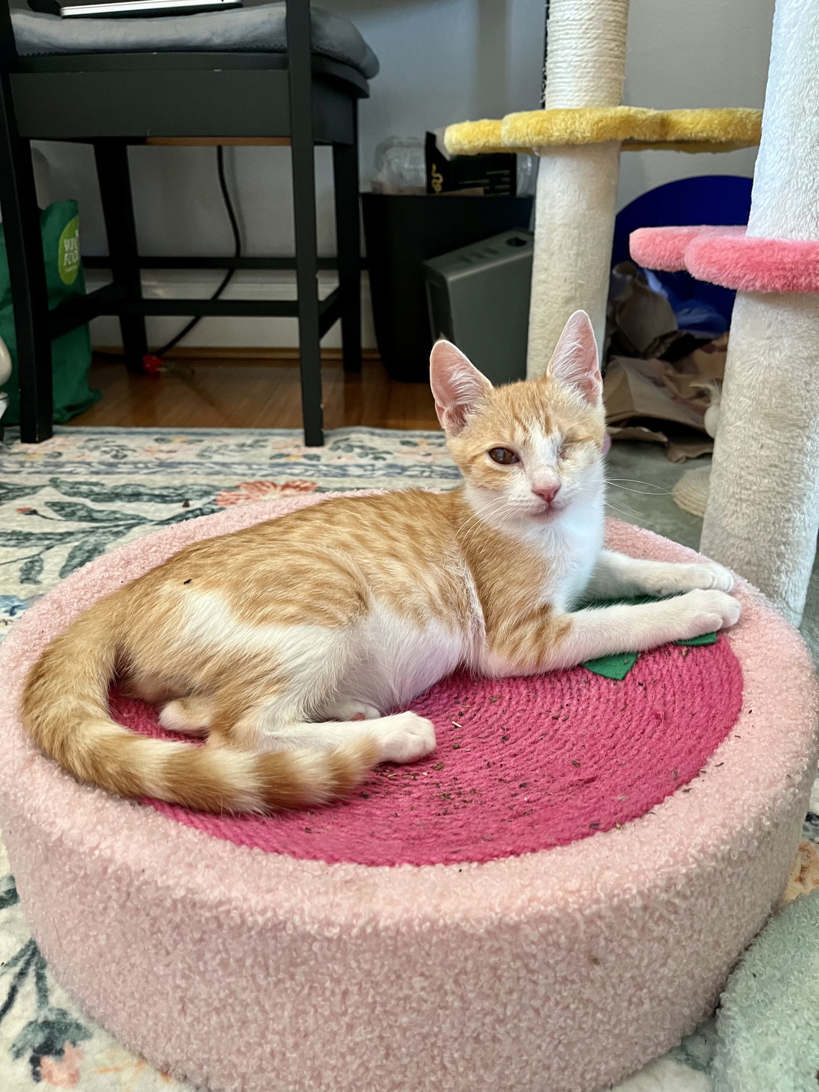 Mango