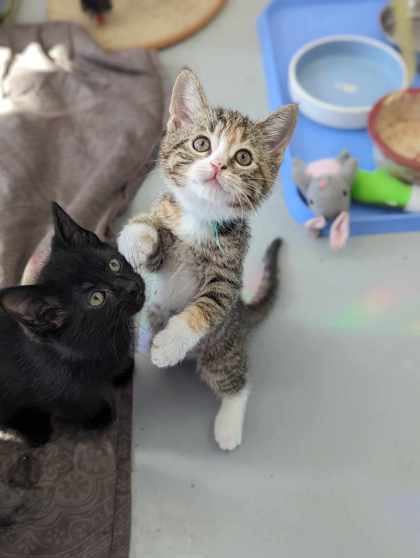 Periwinkle, an adoptable Domestic Short Hair in Gwinn, MI, 49841 | Photo Image 1