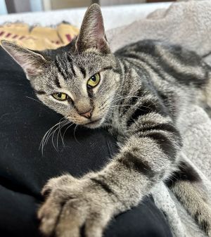 Kenzie, Young Female Domestic Short Hair