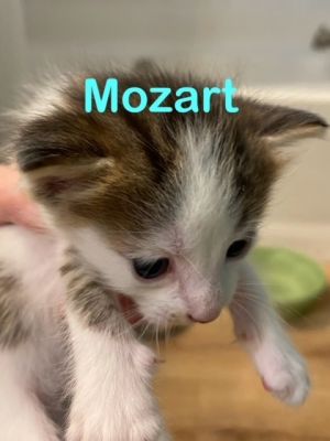 MOZART KITTEN (M)