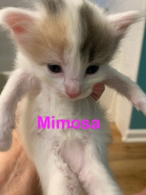 MIMOSA KITTEN (F)