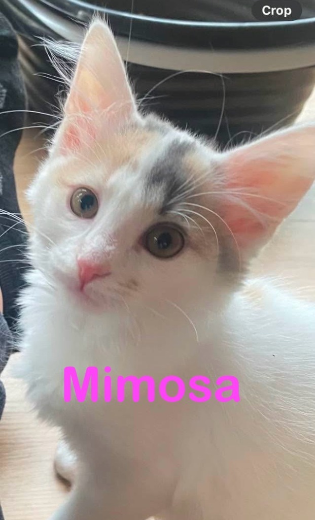 MIMOSA KITTEN (F) 1