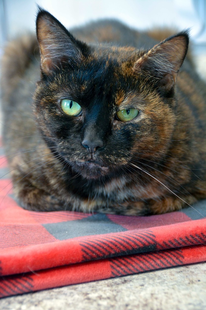 ARIELLA, an adoptable Domestic Short Hair in New Bern, NC, 28563 | Photo Image 1