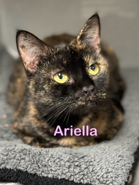 ARIELLA, an adoptable Domestic Short Hair in New Bern, NC, 28563 | Photo Image 2