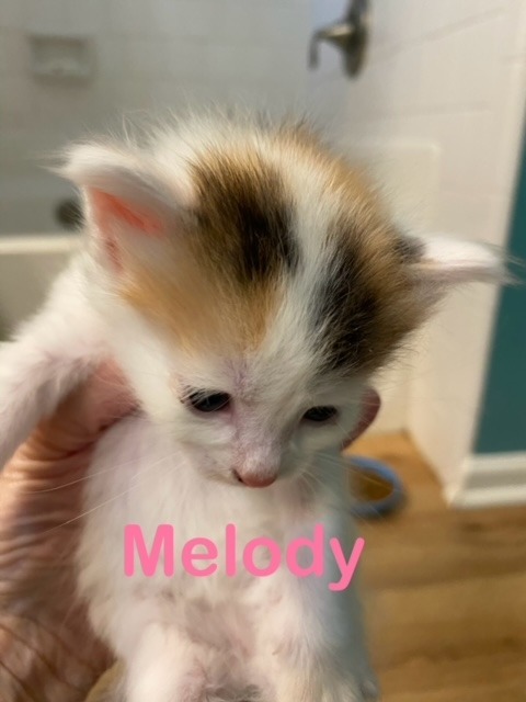 MELODY Kitten