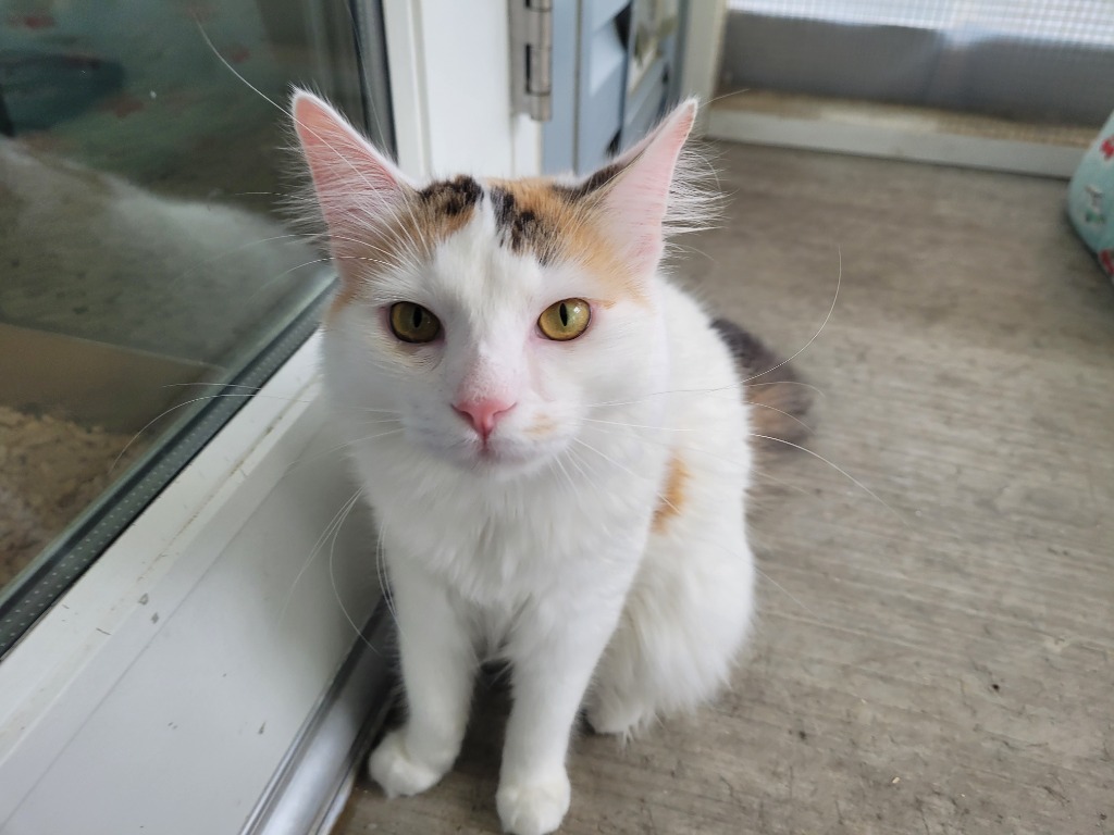 MELODY, an adoptable Calico in New Bern, NC, 28563 | Photo Image 1