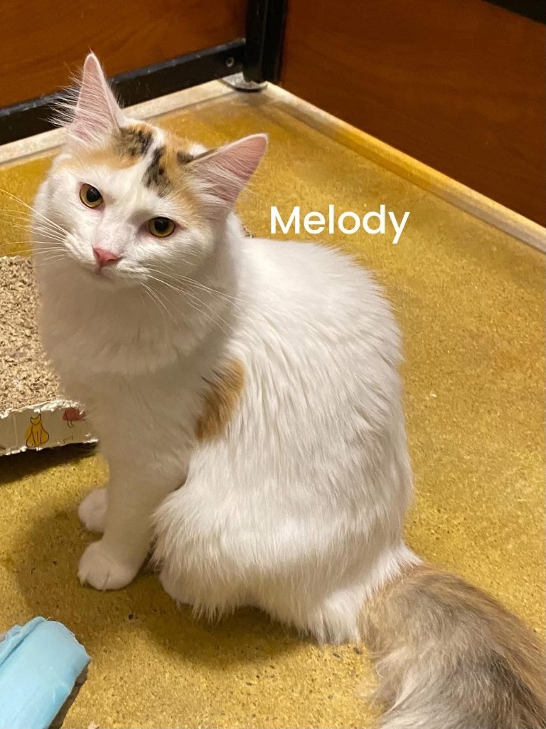 MELODY, an adoptable Calico in New Bern, NC, 28563 | Photo Image 2