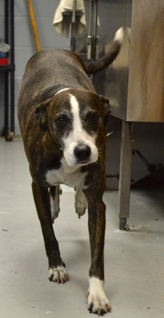 Bailey, an adoptable Whippet in Greenwood, MS, 38930 | Photo Image 1