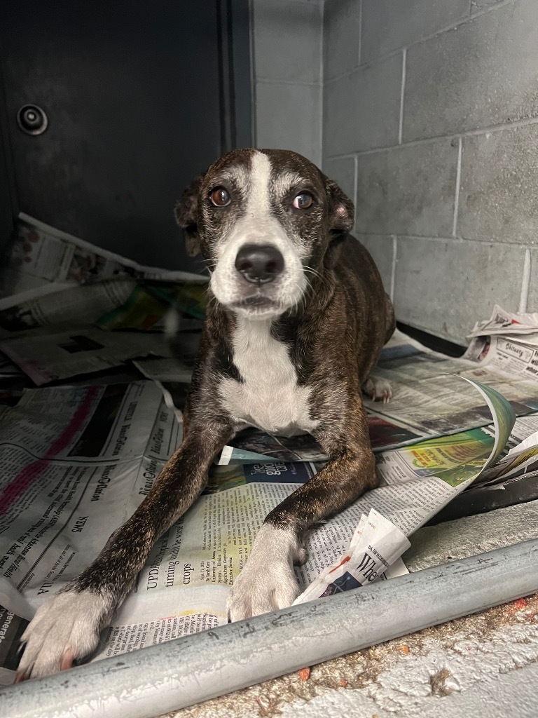 Bailey, an adoptable Whippet in Greenwood, MS, 38930 | Photo Image 2