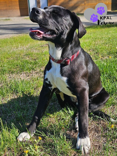 Kilkenny - Irish Drinks Litter, an adoptable Mixed Breed in Kenai, AK, 99611 | Photo Image 1