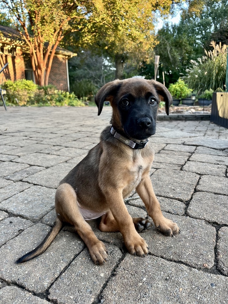 Hazel, an adoptable Belgian Shepherd / Malinois, Bullmastiff in Mooresville, NC, 28117 | Photo Image 1