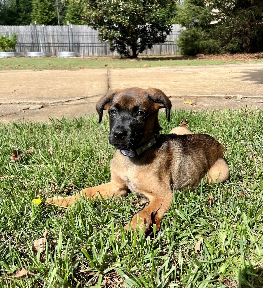 Hazel, an adoptable Belgian Shepherd / Malinois, Bullmastiff in Mooresville, NC, 28117 | Photo Image 2