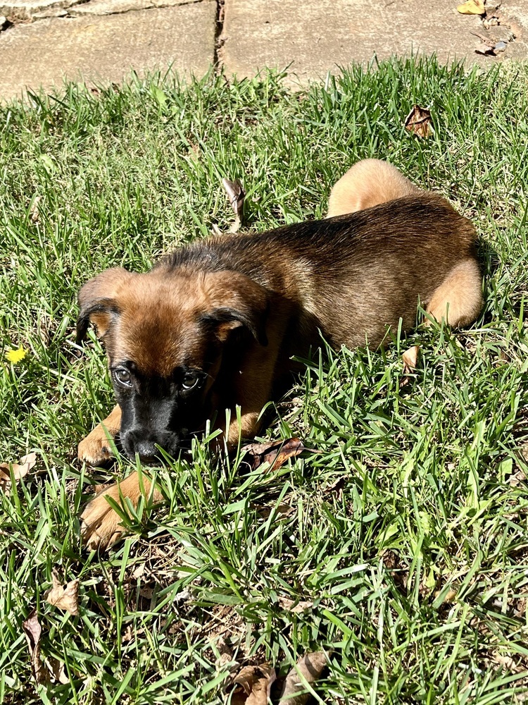 Hazel, an adoptable Belgian Shepherd / Malinois, Bullmastiff in Mooresville, NC, 28117 | Photo Image 3